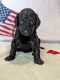 Poodle Puppies for sale in Acampo, CA 95220, USA. price: NA