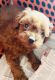Poodle Puppies for sale in Hyderabad, Telangana, India. price: 50000 INR
