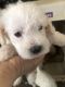 Poodle Puppies for sale in Antioch, CA, USA. price: NA