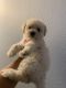Poodle Puppies for sale in San Antonio, TX, USA. price: $800