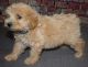 Poodle Puppies for sale in Williams, OR 97544, USA. price: NA