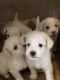 Poodle Puppies for sale in Antioch, CA, USA. price: NA