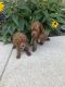 Poodle Puppies for sale in Cincinnati, OH, USA. price: $650