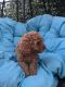 Poodle Puppies for sale in Roseville, CA, USA. price: $1,200