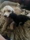 Poodle Puppies for sale in Northern California, CA, USA. price: $1,500
