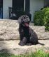 Poodle Puppies for sale in Union City, OH 45390, USA. price: NA