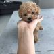 Poodle Puppies for sale in San Antonio, TX, USA. price: $650