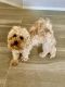 Poodle Puppies for sale in Temecula, CA, USA. price: $500