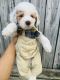 Poodle Puppies for sale in Selma, NC, USA. price: NA