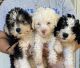 Poodle Puppies for sale in Columbus, WI 53925, USA. price: $500
