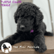 Poodle Puppies for sale in Woodbine, IA 51579, USA. price: NA