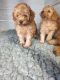 Poodle Puppies for sale in New York, NY, USA. price: $300