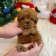 Poodle Puppies for sale in San Antonio, TX, USA. price: $400