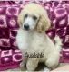 Poodle Puppies for sale in Greenwich, NY 12834, USA. price: $2,500