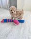 Poodle Puppies for sale in San Antonio, TX, USA. price: $750