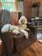 Poodle Puppies for sale in 12 Kelley Hill Rd, Phillips, ME 04966, USA. price: $2,000
