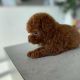 Poodle Puppies for sale in Washington, DC, USA. price: $600