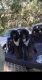 Poodle Puppies for sale in Brandon, FL 33511, USA. price: $500