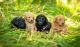 Poodle Puppies for sale in Prescott, OR 97048, USA. price: NA