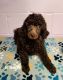 Poodle Puppies for sale in Fremont, NE 68025, USA. price: $400