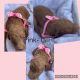 Poodle Puppies for sale in Dallas, TX, USA. price: $900