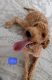 Poodle Puppies for sale in Clear Creek Rd, Arkansas 72633, USA. price: NA