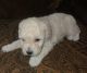 Poodle Puppies for sale in Sterling, VA, USA. price: NA