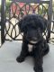 Poodle Puppies for sale in Lynnville, TN 38472, USA. price: NA