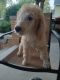 Poodle Puppies for sale in Leipsic, OH 45856, USA. price: NA