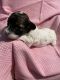 Poodle Puppies for sale in Brandenburg, KY 40108, USA. price: $1,000