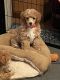 Poodle Puppies for sale in Herington, KS 67449, USA. price: $700
