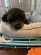 Poodle Puppies for sale in Ocean Springs, MS 39564, USA. price: $600