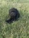 Poodle Puppies for sale in Warsaw, IN, USA. price: $600