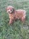 Poodle Puppies for sale in Warsaw, IN, USA. price: $600