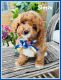 Poodle Puppies for sale in Sioux Falls, SD, USA. price: $400