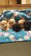 Poodle Puppies for sale in Monetta, SC 29105, USA. price: NA