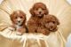 Poodle Puppies for sale in New York, NY, USA. price: $600
