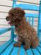 Poodle Puppies for sale in MD-225, La Plata, MD, USA. price: NA