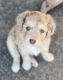 Poodle Puppies for sale in Arcanum, OH 45304, USA. price: NA