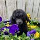 Poodle Puppies for sale in Adamsville, TN 38310, USA. price: NA
