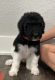 Poodle Puppies for sale in Troy, TX 76579, USA. price: NA