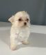 Poodle Puppies for sale in Ocoee, FL, USA. price: NA