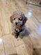 Poodle Puppies for sale in 91203 Painted Canyon Ct, Mecca, CA 92254, USA. price: NA