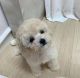 Poodle Puppies for sale in Hyderabad, Telangana, India. price: 65,000 INR