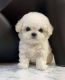 Poodle Puppies for sale in Hyderabad, Telangana, India. price: 80000 INR