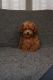 Poodle Puppies for sale in Hyderabad, Telangana, India. price: 45000 INR