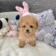 Poodle Puppies for sale in Hyderabad, Telangana, India. price: 75000 INR