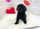 Poodle Puppies for sale in Hyderabad, Telangana, India. price: 80000 INR