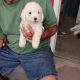 Poodle Puppies for sale in Wilmington, NC, USA. price: $600