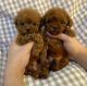 Poodle Puppies for sale in 8 Hornbeam Dr, Moorestown, NJ 08057, USA. price: NA